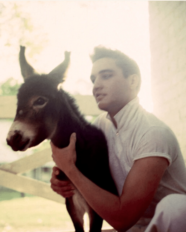 Elvis with his pet donkey