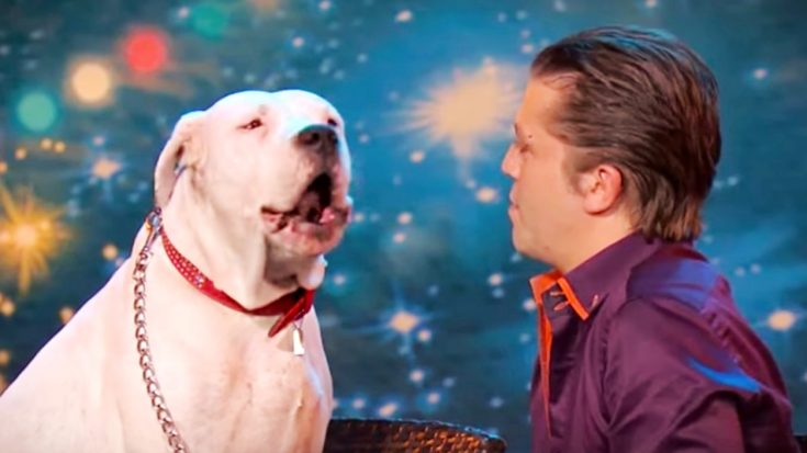 Dog Sings Dolly Parton’s ‘I Will Always Love You’ On ‘Belgium’s Got Talent’ In 2015 | Classic Country Music Videos