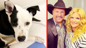 Garth Brooks & Trisha Yearwood’s Dog Suffers Toe Injury After Walk On Trail
