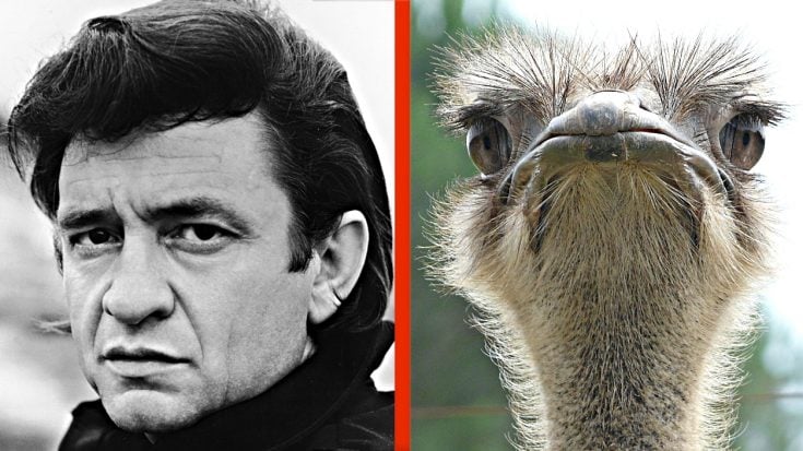 True Story: Johnny Cash Once Fought An Ostrich With A Stick | Classic Country Music | Legendary Stories and Songs Videos