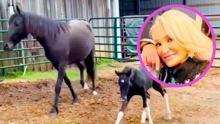 Tanya Tucker Adopts 2 New Horses, Asks For Help Naming Them | Classic Country Music | Legendary Stories and Songs Videos
