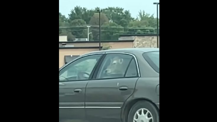Cow Spotted In Back Seat Of Car At McDonald’s Drive-Thru | Classic Country Music Videos