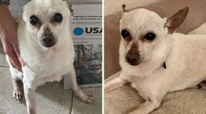 Oldest Dog In The World Is 21-Year-Old Chihuahua Named TobyKeith